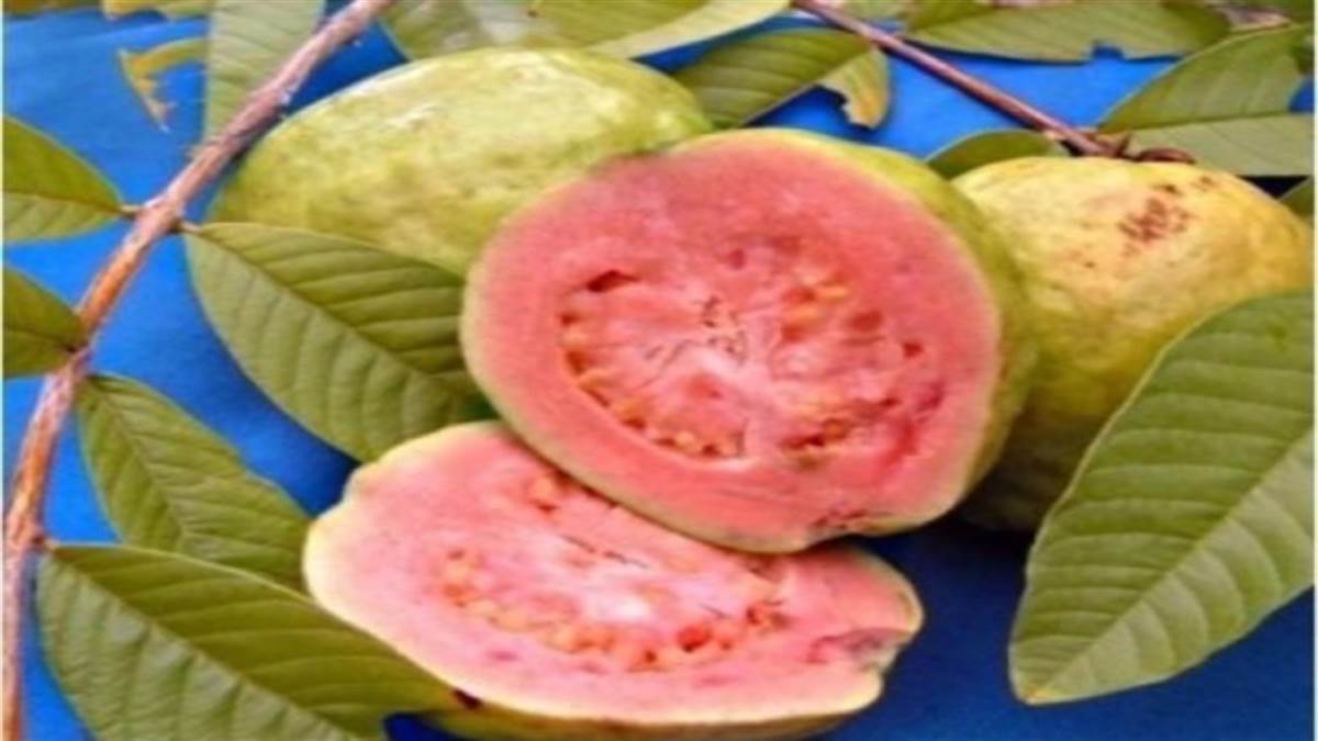 Plant these species of guava in July the advice of Dr DK Rana a scientist will give profits to the farmers