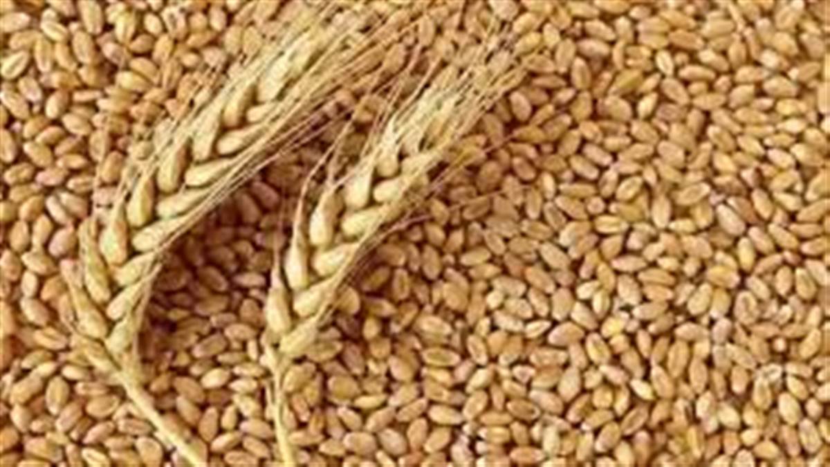 ਮੌਸਮ ’ਚ ਗਰਮਾਹਟ ਕਾਰਨ ਕਿਸਾਨ ਚਿੰਤਤ; ਦਿਨ ਤੇ ਰਾਤ ਦੇ ਤਾਪਮਾਨ ’ਚ ਵਧੇਰੇ ਫ਼ਰਕ ਹੈ ਫ਼ਸਲ ਲਈ ਨੁਕਸਾਨਦੇਹ