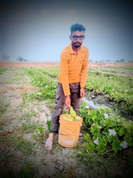 ਕਿਸਾਨ ਕੱਦੂ ਦੀ ਫ਼ਸਲ ਤੋਂ ਕਮਾ ਰਿਹੈ ਵੱਡਾ ਮੁਨਾਫ਼ਾ