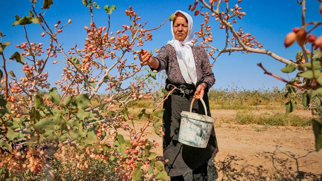 ਪਿਸਤੇ ਨੂੰ ਲੱਗੀ ਜੰਗ ਦੀ 'ਅੱਗ' : ਦੁਬਈ ਚਾਕਲੇਟ ਦੇ ਕ੍ਰੇਜ਼ ਤੇ ਈਰਾਨ ਸੰਕਟ ਨੇ ਕੀਮਤਾਂ 'ਚ ਲਿਆਂਦਾ ਭੂਚਾਲ