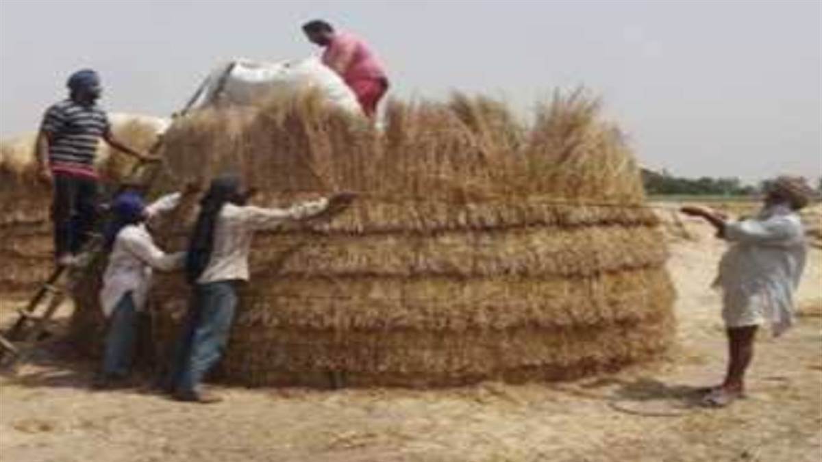 ਪੇਂਡੂ ਸੱਭਿਆਚਾਰ ’ਚੋਂ ਅਲੋਪ ਹੋ ਰਹੀ ਹੈ ਤੂੜੀ ਦੇ ਕੁੱਪ ਬੰਨ੍ਹਣ ਦੀ ਕਲਾ