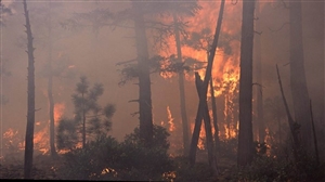 Wildfire:ਦੱਖਣੀ ਫਰਾਂਸ ਦੇ ਜੰਗਲਾਂ 'ਚ ਲੱਗੀ ਭਿਆਨਕ ਅੱਗ, 900 ਹੈਕਟੇਅਰ ਜੰਗਲ ਸੜ ਕੇ ਸੁਆਹ; ਟੈਕਸਾਸ 'ਚ 16 ਘਰ ਤਬਾਹ
