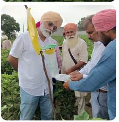 ਡਿਪਟੀ ਡਾਇਰੈਕਟਰ ਨੇ ਖੇਤੀ ਮਾਹਿਰਾਂ ਸਮੇਤ ਨਰਮੇ ਦੀ ਫਸਲ ਦਾ ਲਿਆ ਜਾਇਜ਼ਾ