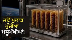 ਕੀ ਮਧੂਮੱਖੀਆਂ ਬਿਨਾਂ Gravity ਦੇ ਛੱਤਾ ਬਣਾ ਸਕਦੀਆਂ ਹਨ? NASA ਨੇ ਪੁਲਾੜ ਭੇਜ ਕੇ ਲੱਭਿਆ ਜਵਾਬ