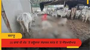 ਗਊਸ਼ਾਲਾ ਮਾਮਲੇ ’ਚ ਵੱਡੀ ਕਾਰਵਾਈ, 20 ਗਊਆਂ ਦੀ ਮੌਤ ਨਾਲ ਮਚੀ ਤਰਥੱਲੀ; ਸੰਚਾਲਕ ਸਮੇਤ ਦੋ ’ਤੇ FIR ਦਰਜ;