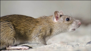 Home Remedies for Rats : ਚੂਹਿਆਂ ਨੇ ਕੀਤਾ ਹੋਇਆ ਹੈ 'ਨੱਕ 'ਚ ਦਮ', ਤਾਂ ਇਨ੍ਹਾਂ 5 ਘਰੇਲੂ ਨੁਸਖਿਆਂ ਨਾਲ ਪਾਓ ਇਨ੍ਹਾਂ ਦੇ ਆਤੰਕ ਤੋਂ ਛੁਟਕਾਰਾ