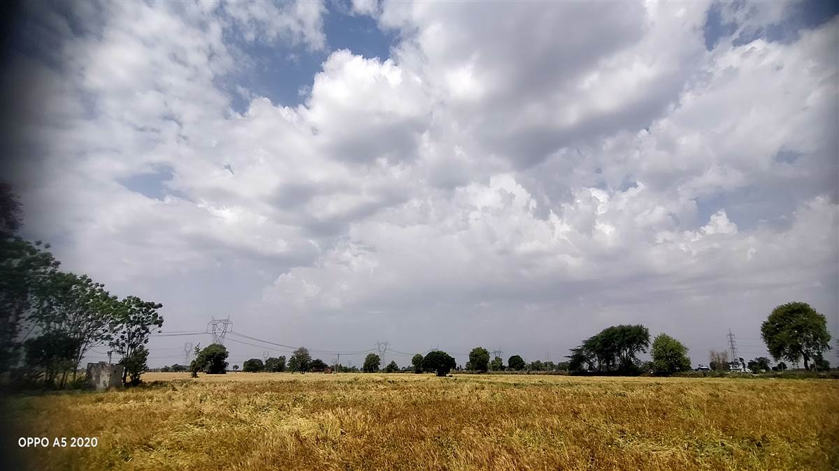 ਮੋਗਾ ’ਚ ਹਲਕੇ ਮੀਂਹ ਤੇ ਤੇਜ਼ ਹਵਾਵਾਂ ਕਾਰਨ ਕਿਸਾਨ ਚਿੰਤਤ