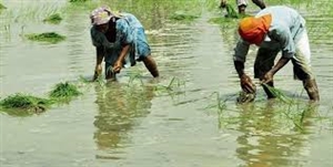 ਝੋਨਾ ਲੁਆਈ ਤੇ ਚੁਣੌਤੀਆਂ