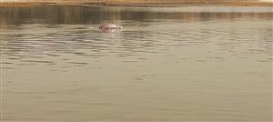 ਬਿਆਸ ਦਰਿਆ ਦੀ ਸ਼ਾਨ ਇੰਡਸ ਡਾਲਫਿਨ ਦਾ ਘਟਿਆ ਪਰਿਵਾਰ, ਪ੍ਰੇਮੀਆਂ ’ਚ ਚਿੰਤਾ