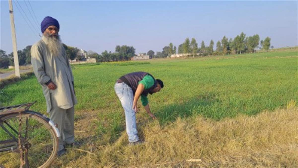 The team of the Department of Agriculture took stock of the attack of the pink stem borer on the wheat crop