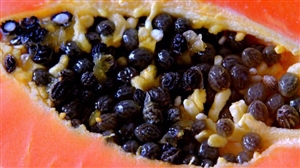 Papaya Seed Benefits : ਕੋਲੈਸਟ੍ਰੋਲ ਘਟਾਉਂਦੇ ਹਨ ਪਪੀਤੇ ਦੇ ਬੀਜ, ਇੰਝ ਕਰੋ ਇਸਤੇਮਾਲ