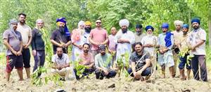 ਬੀਜੇਡੀ ਸਰਬੱਤ ਦਾ ਭਲਾ ਟਰੱਸਟ ਸਰਕਲ ਆਦਮਪੁਰ ਨੇ ਪਿੰਡ ਕਡਿਆਣਾ ’ਚ ਲਾਇਆ ਜੰਗਲ