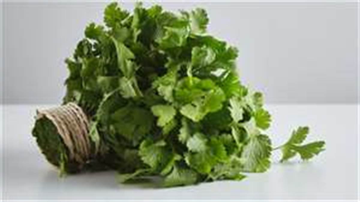 benifits of Coriander Leaves Benefits for Health