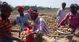 ਐੱਫਪੀਓ ਨਾਲ ਕਿਸਾਨ ਤੋੜ ਰਹੇ ਨੇ ਵਿਚੋਲੀਆਂ ਦੀ ਜ਼ੰਜੀਰ, ਵੱਡੀ ਗਿਣਤੀ ’ਚ ਛੋਟੇ ਤੇ ਮੱਧਮ ਕਿਸਾਨਾਂ ਦੀ ਸਿੱਧੀ ਬਾਜ਼ਾਰ ਤੱਕ ਹੋਈ ਪਹੁੰਚ