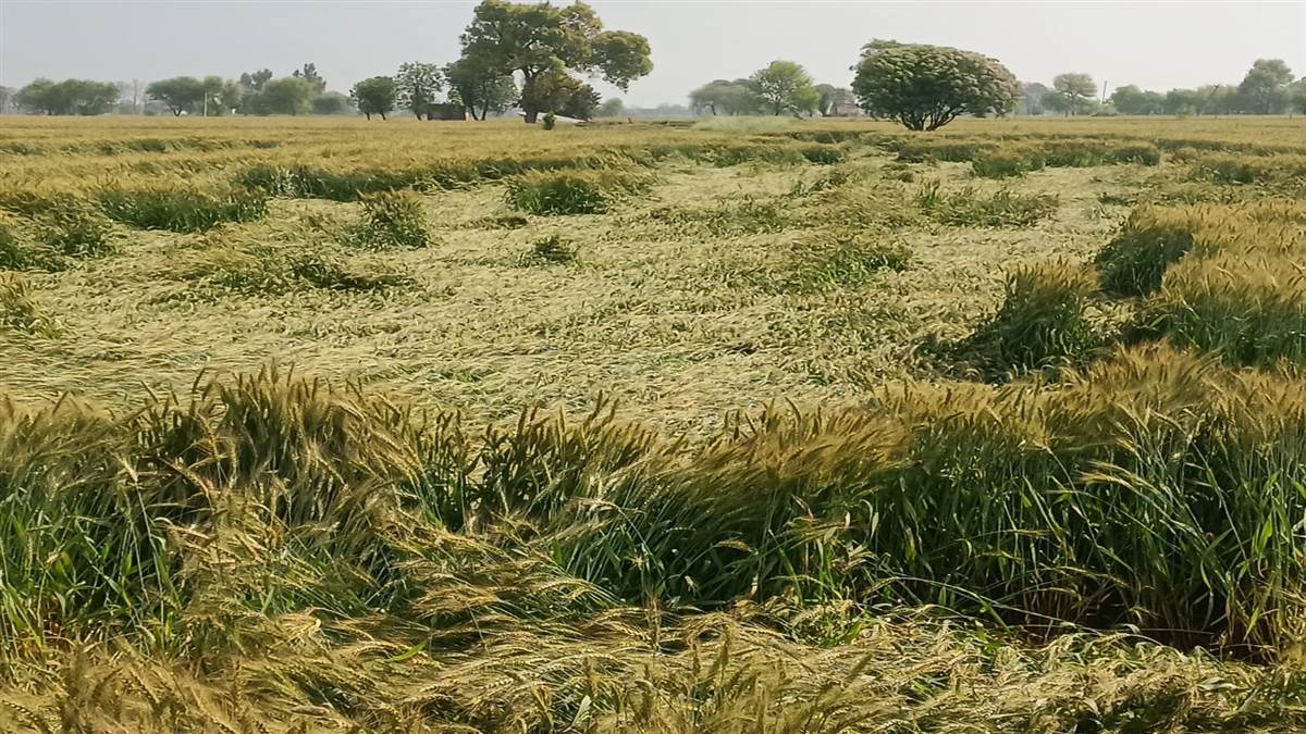 ਮੀਂਹ, ਗੜੇ ਤੇ ਹਵਾਵਾਂ ਨੇ ਅੰਨਦਾਤਾ ਨੂੰ ਫ਼ਿਕਰਾਂ 'ਚ ਪਾਇਆ