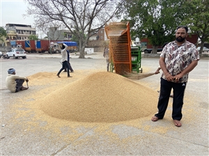 ਬਨੂੜ ਅਨਾਜ ਮੰਡੀ ’ਚ ਕਣਕ ਦੀ ਆਮਦ ਸ਼ੁਰੂ : ਦੋ ਢੇਰੀਆ ਮੰਡੀ ’ਚ ਪੁੱਜੀ