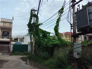 ਬਿਜਲੀ ਦੀਆਂ ਤਾਰਾਂ ’ਤੇ ਚੜ੍ਹੀਆਂ ਵੇਲਾਂ ਬਣ ਸਕਦੀਆਂ ਹਨ ਵੱਡੇ ਹਾਦਸੇ ਦਾ ਕਾਰਨ