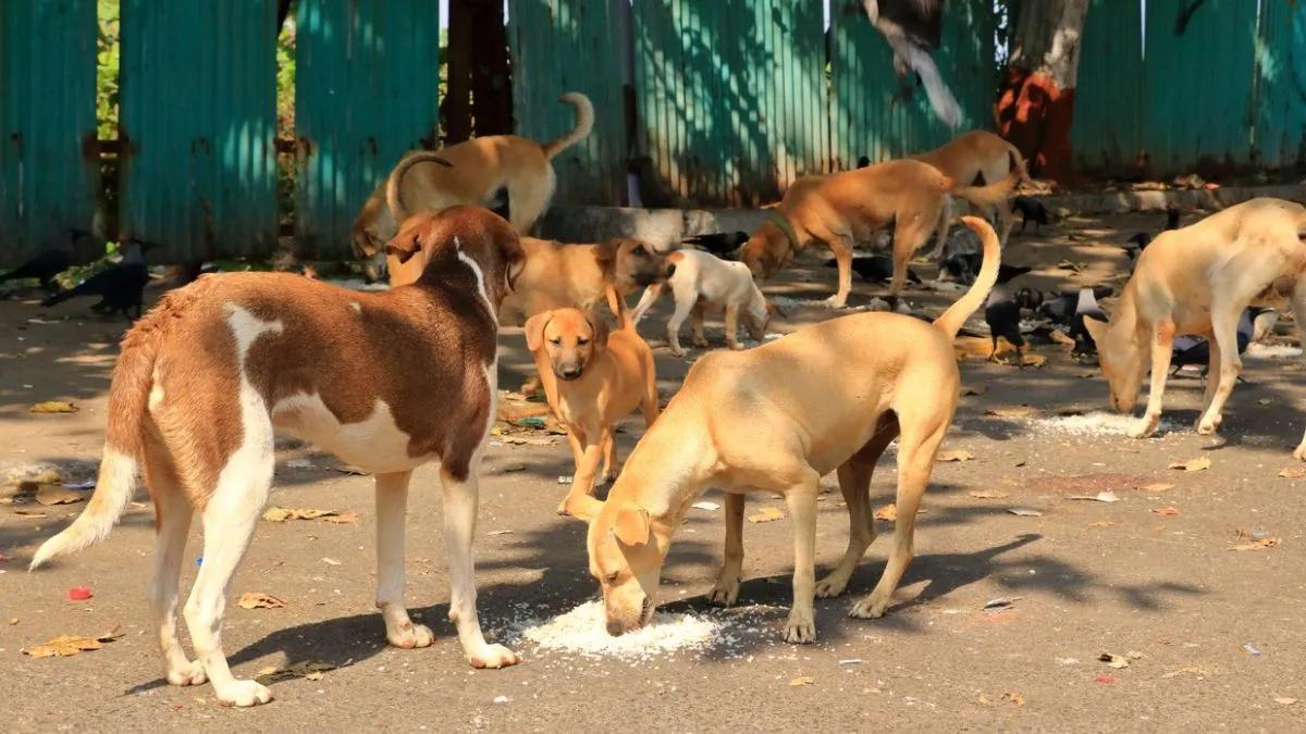 "ਵੋ ਸੋ ਰਹੇ ਹੈਂ, ਆਨੇ ਦੀਜੀਏ ਹਮ ਨਿਪਟ ਲੇਂਗੇ..."; ਅਵਾਰਾ ਕੁੱਤਿਆਂ ਦੇ ਮਾਮਲੇ 'ਚ ਕਿਸ 'ਤੇ ਭੜਕਿਆ ਸੁਪਰੀਮ ਕੋਰਟ?