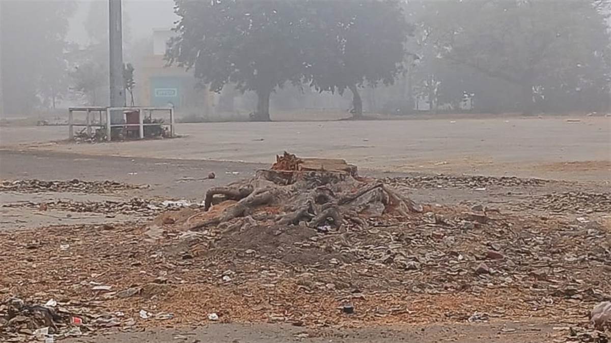 ਅਨਾਜ ਮੰਡੀ ਮੋਰਿੰਡਾ ਵਿਚ ਕੱਟ ਦਿੱਤੇ ਸੈਂਕੜੇ ਸਾਲ ਜੀਣ ਵਾਲੇ ਪਿੱਪਲ ਤੇ ਬੋਹੜ ਦੇ ਦਰਖਤ