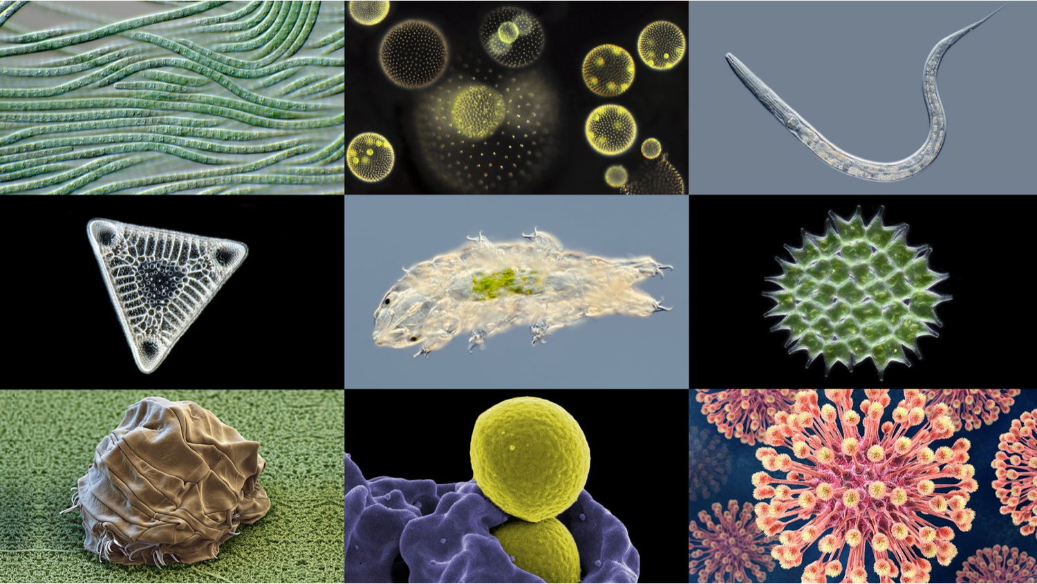 Intern Pathogen internal Pathogens : ਮਨੁੱਖ ਦੇ ਅਦਿ੍ਰਸ਼ਟ ਜੀਵਨ ਸਾਥੀ ਅੰਦਰੂਨੀ ਜਰਾਸੀਮ - Human ...