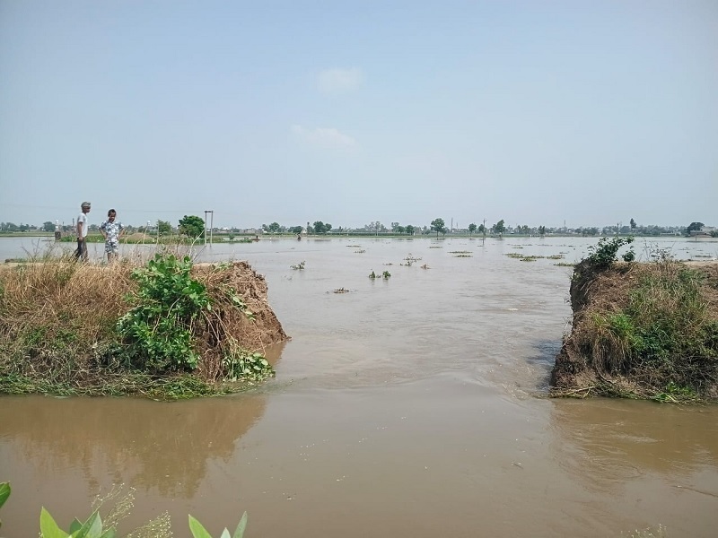 naidunia_image