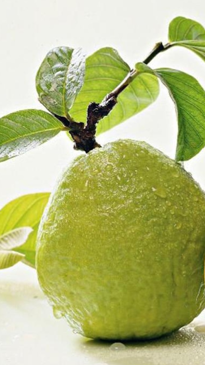 Image of Amrud or Guava fruit isolated on white background-MO610320-Picxy